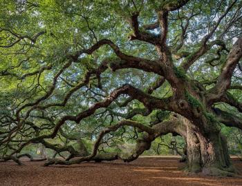 Angel Oak