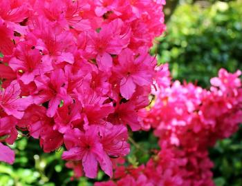 azaleas