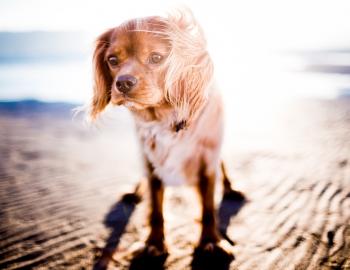 dog on the beach