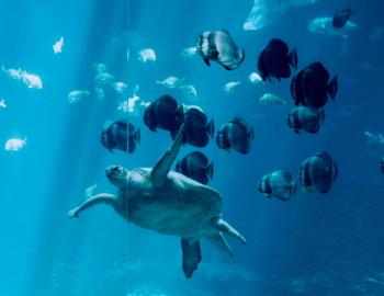 Yoga at the Aquarium