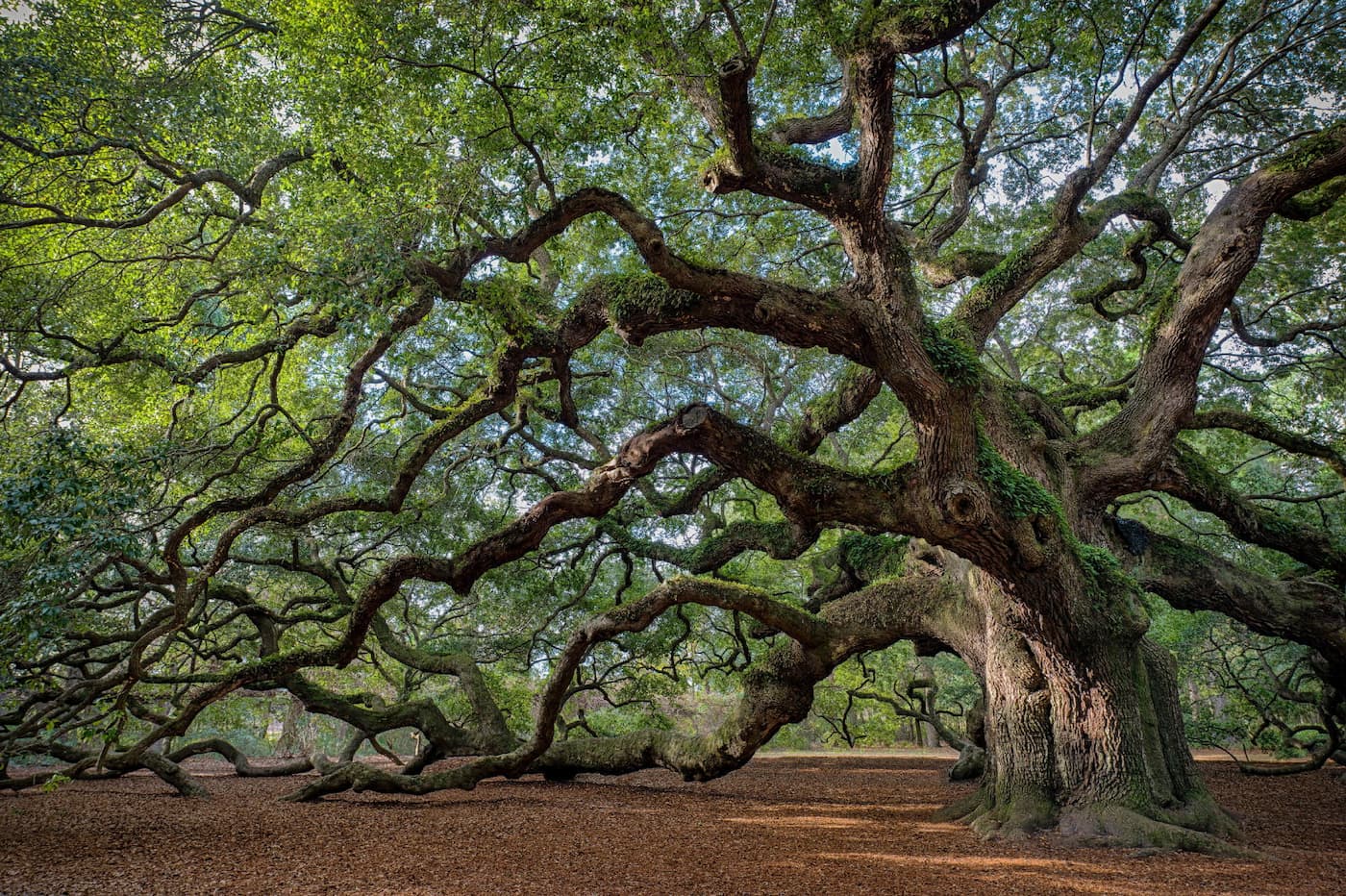 Angel Oak