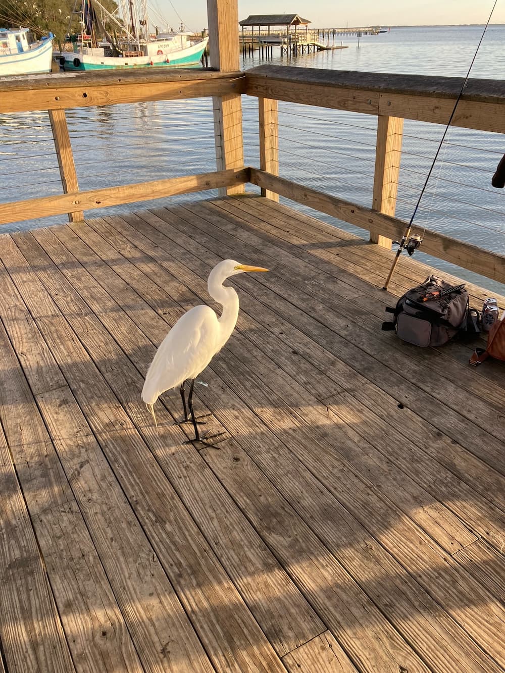 egret on the dock